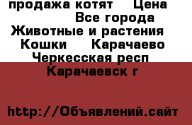 продажа котят  › Цена ­ 15 000 - Все города Животные и растения » Кошки   . Карачаево-Черкесская респ.,Карачаевск г.